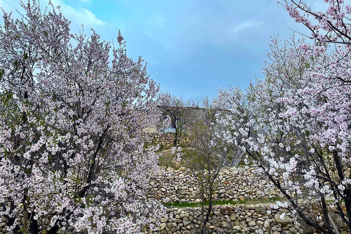 تور شکوفه‌های بادام مهارلو (۲ روز)