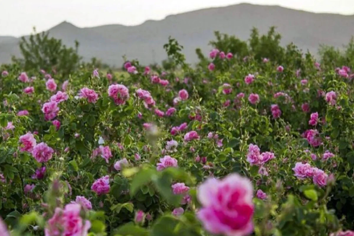 تور گلاب گیری قمصر در ۴ روز در ایران  از شیراز