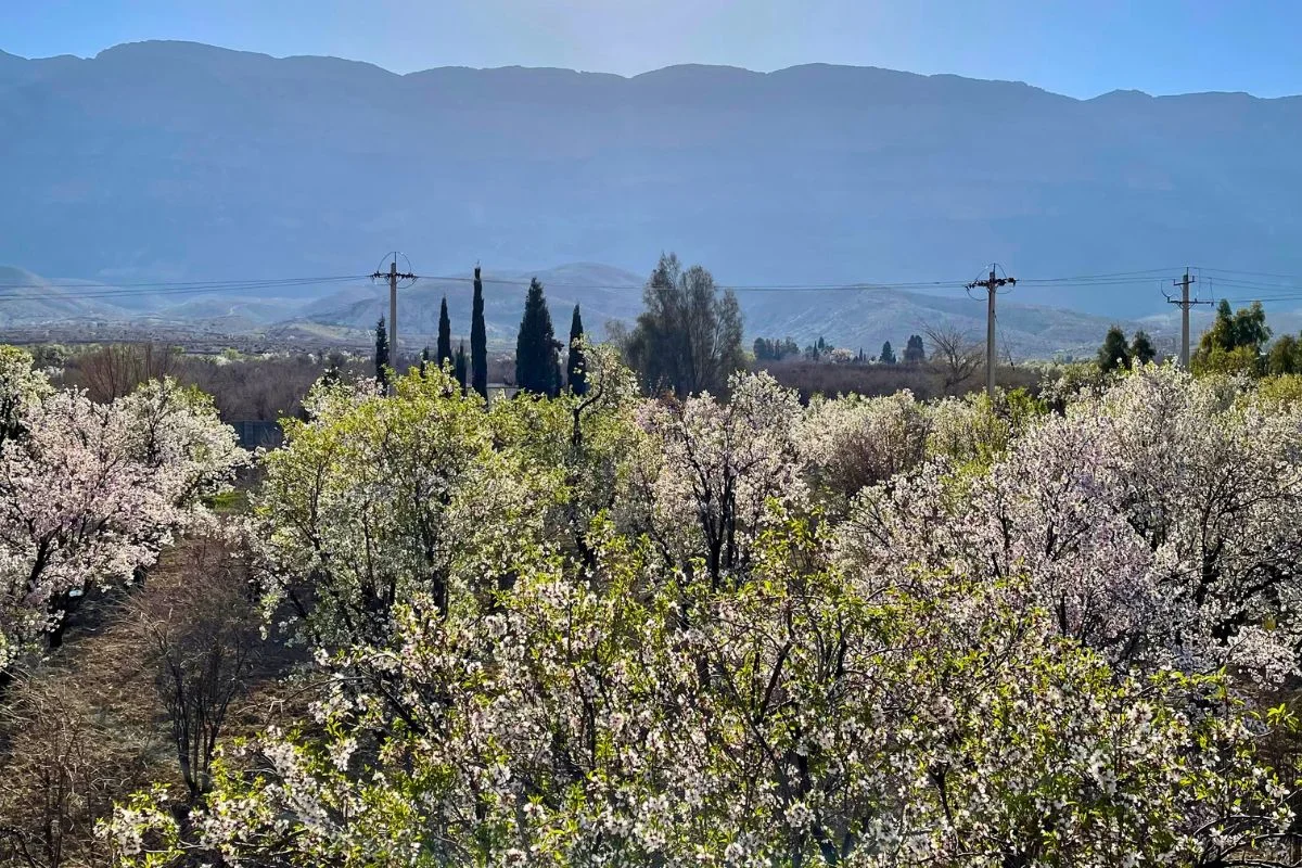 تور دریاچه نمک شیراز شکوفه بادام روستای مهارلو دریاچه نمک شیراز